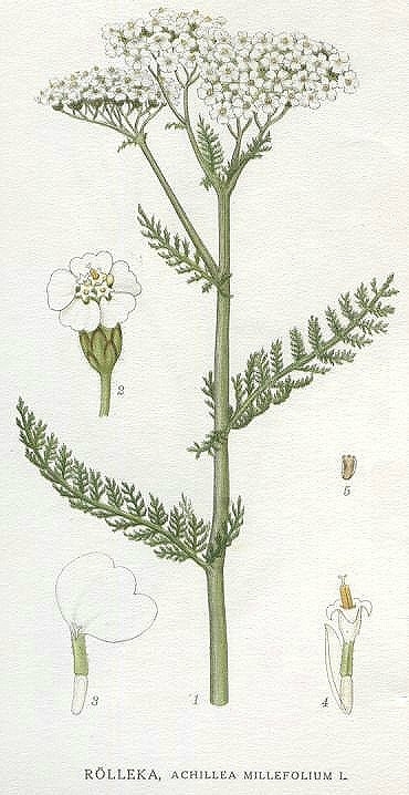Planche de Achillea millefolium, feuilles découpées et fleurs groupées