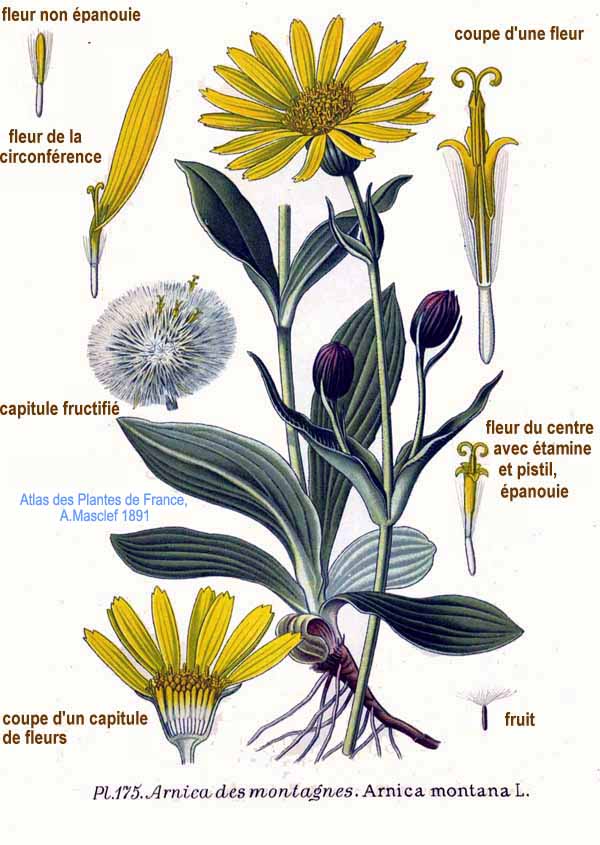 Planche de Arnica montana, capitules jaunes