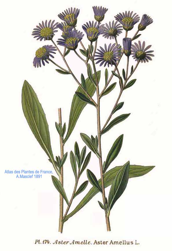 Planche de Aster amellus, fleurs d'aster