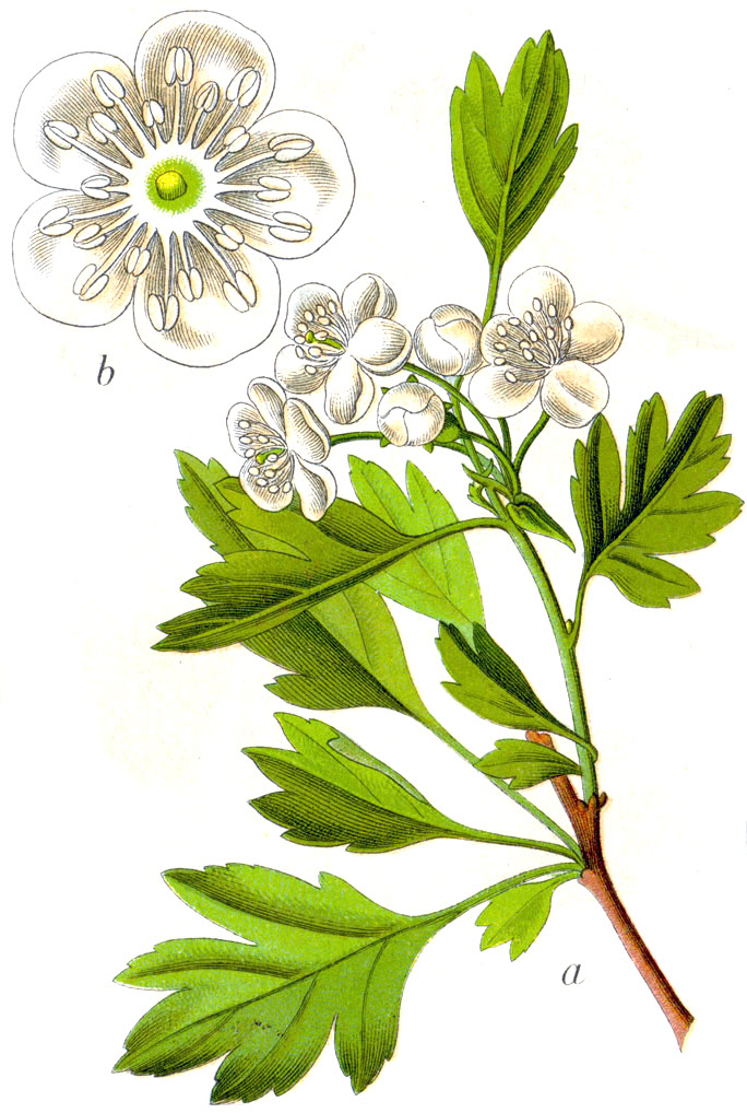 Planche de Crataegus monogyna, aubépine fleurie