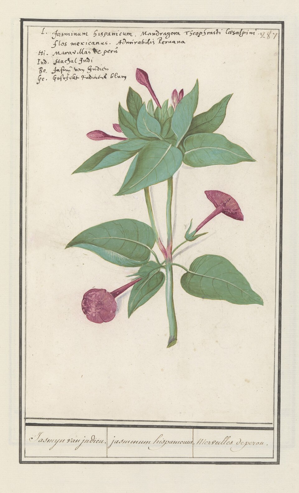 Planche de Mirabilis jalapa, fleurs de belle-de-nuit