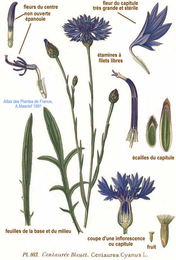 Planche de Centaurea cyanus, bleuet bleu