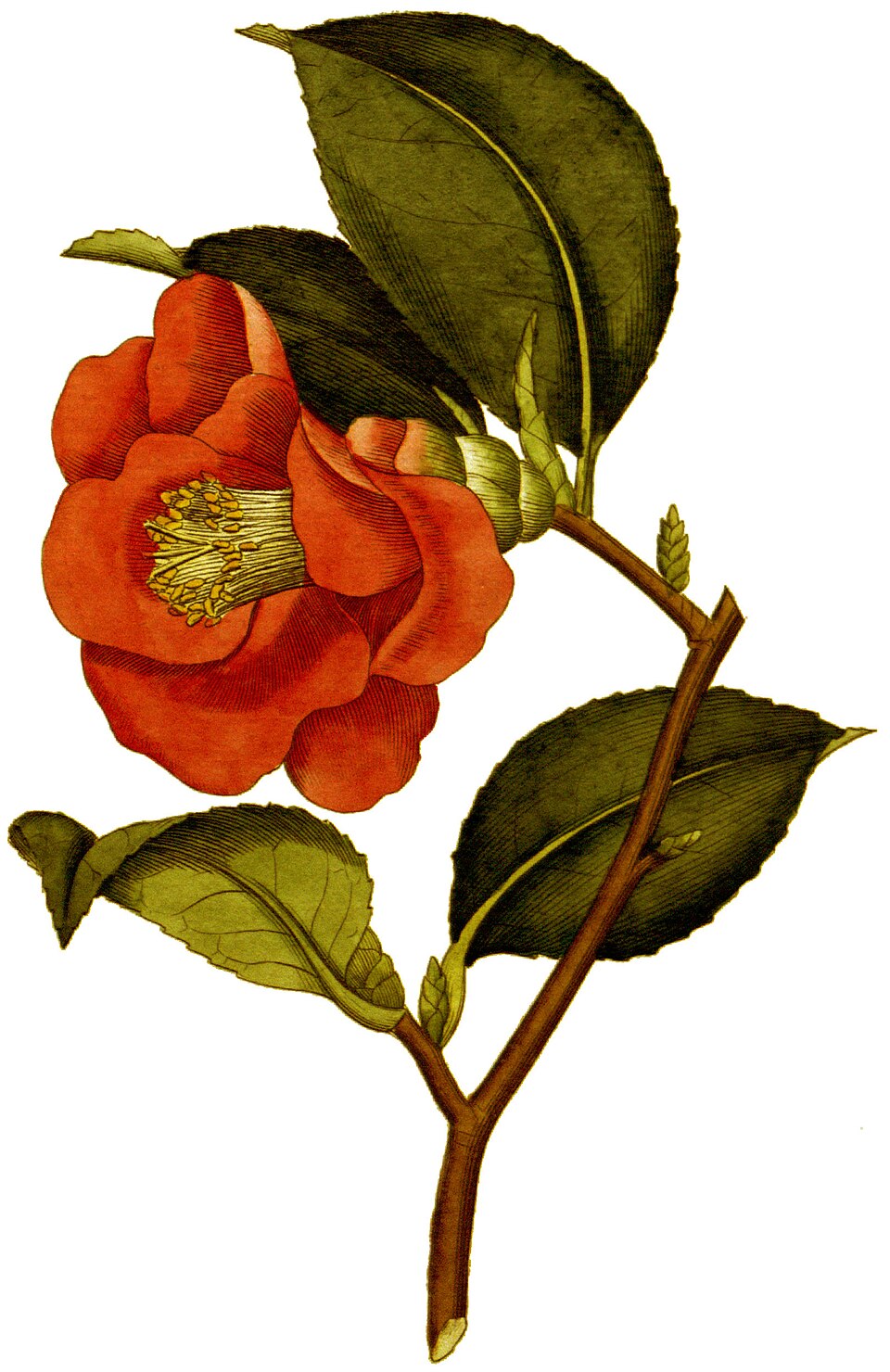 Planche botanique de Camellia japonica
