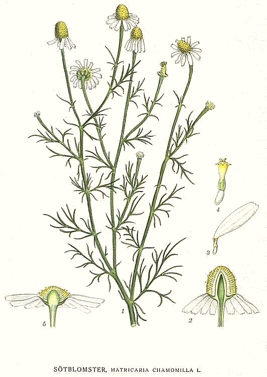 Planche de Matricaria chamomilla, camomille à cœur jaune
