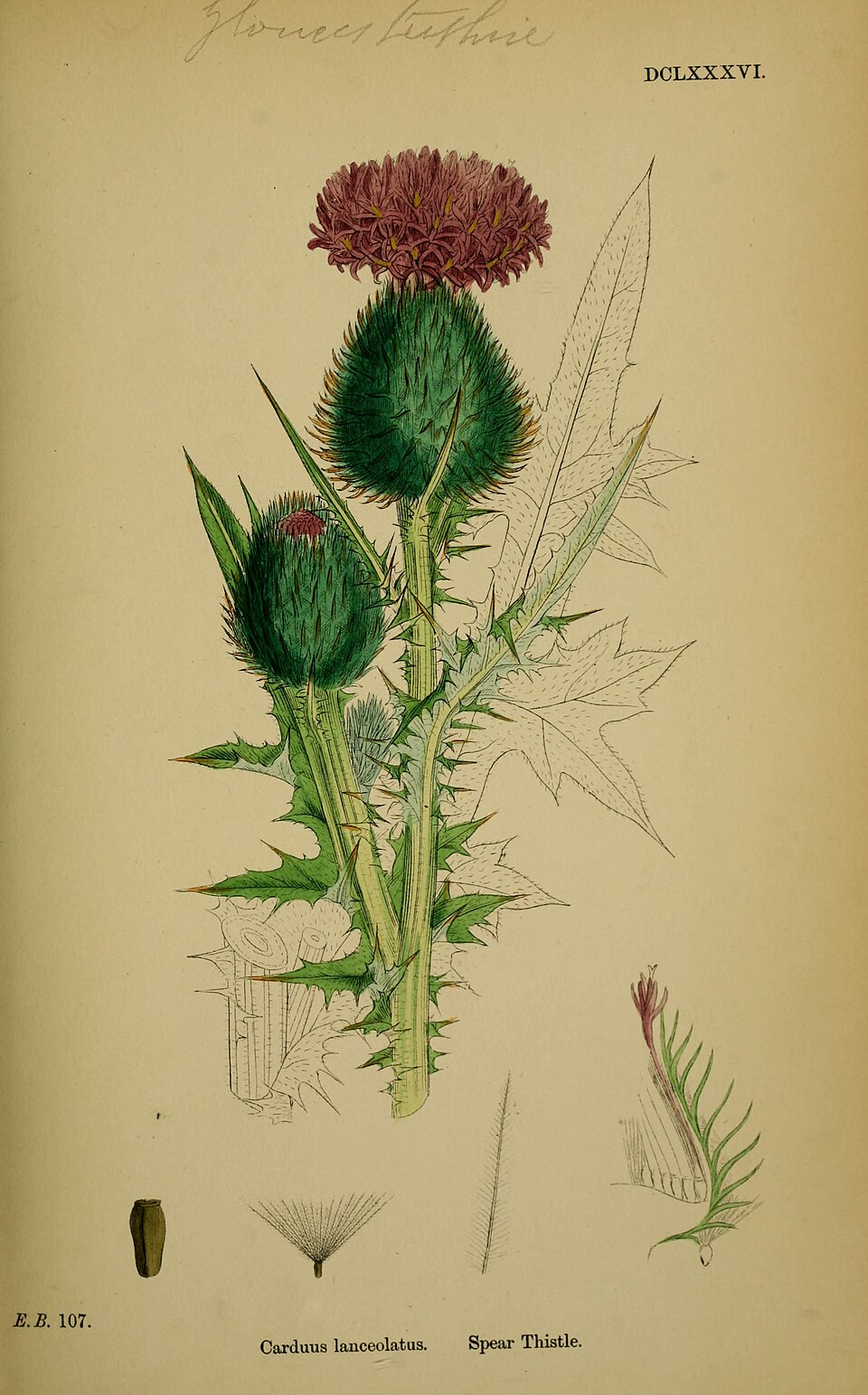 Planche de Cirsium vulgare, chardon épineux