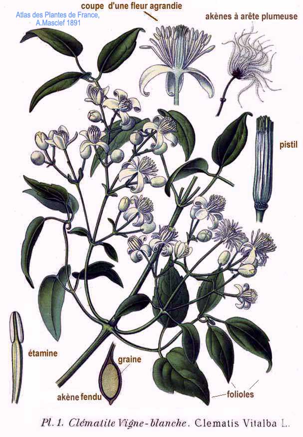 Planche de Clematis vitalba, plante grimpante
