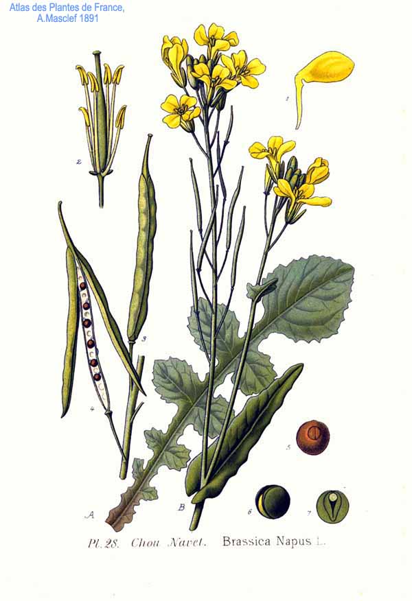 Planche de Brassica napus, fleurs jaunes de colza