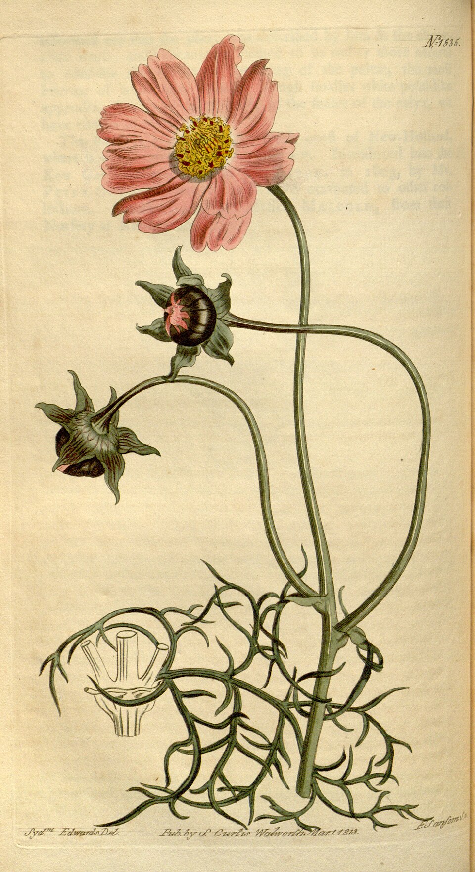 Planche de Cosmos bipinnatus, fleurs et feuillage fin
