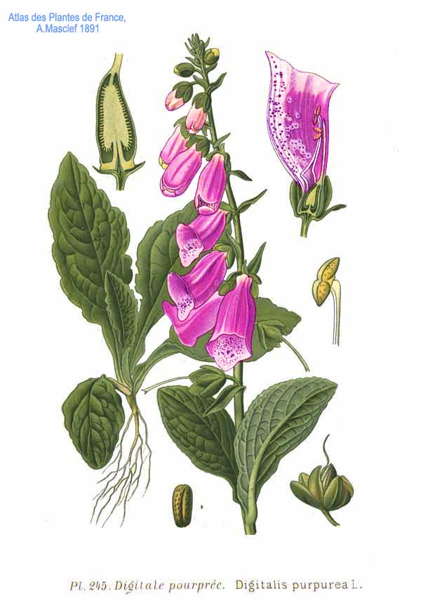 Planche de Digitalis purpurea, grappes de fleurs tubulaires