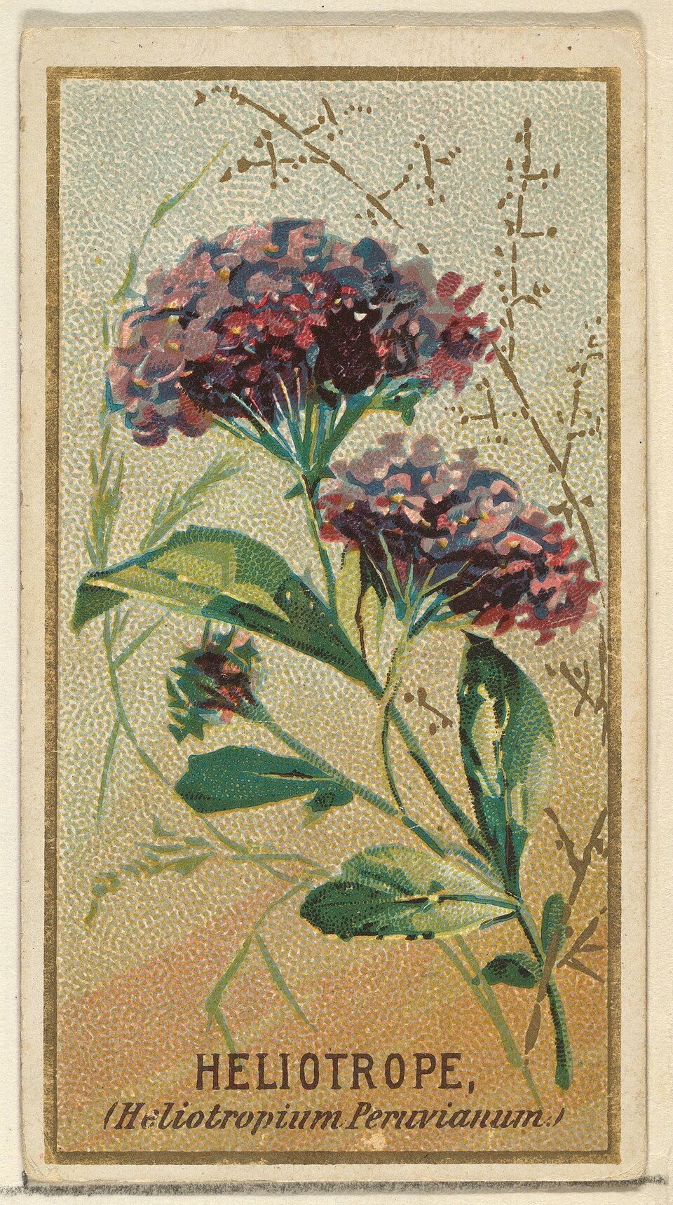 Planche de Heliotropium arborescens, fleurs d'héliotrope