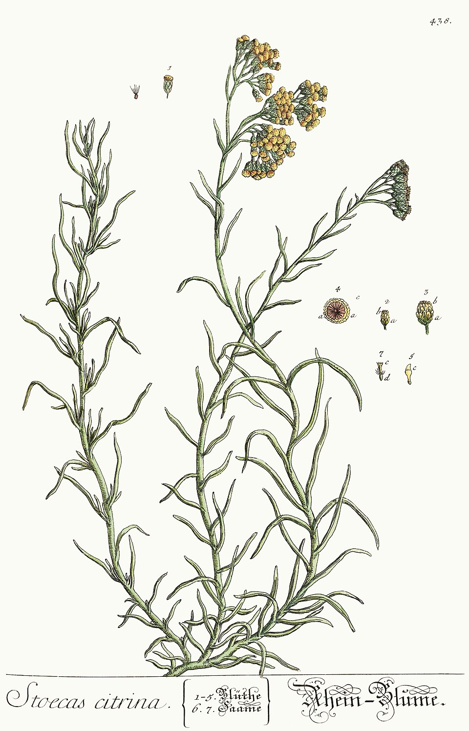 Planche ancienne de Helichrysum stoechas, immortelle jaune