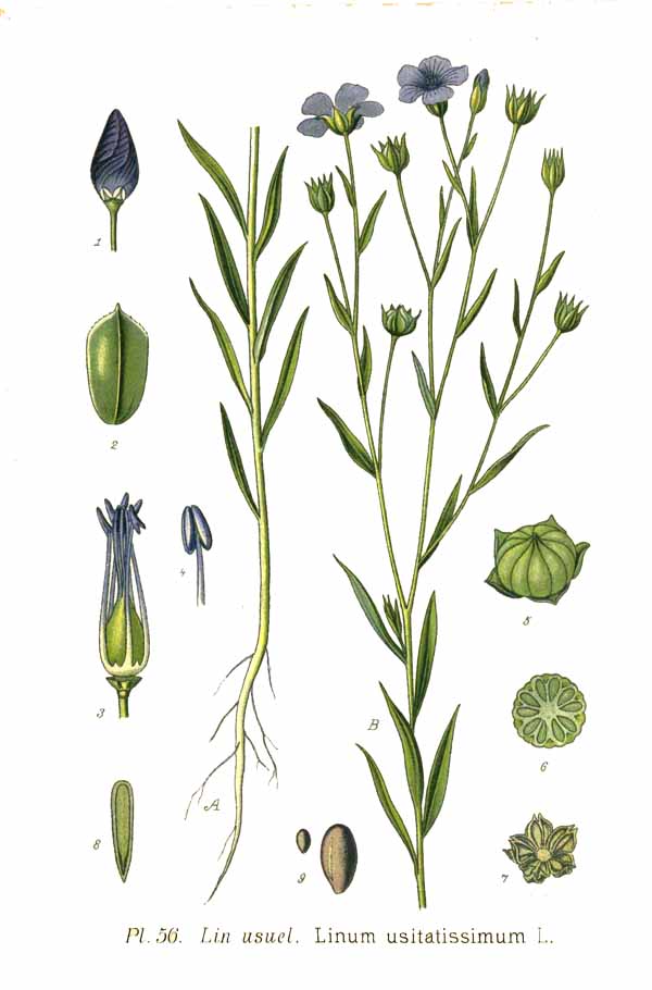 Planche de Linum usitatissimum, fleurs et tiges de lin