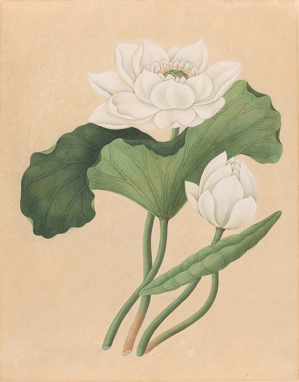 Planche ancienne de Nelumbo nucifera, fleur de lotus