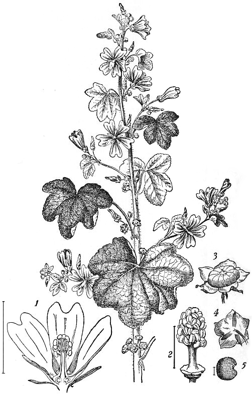 Planche de Malva sylvestris, fleurs mauves veinées