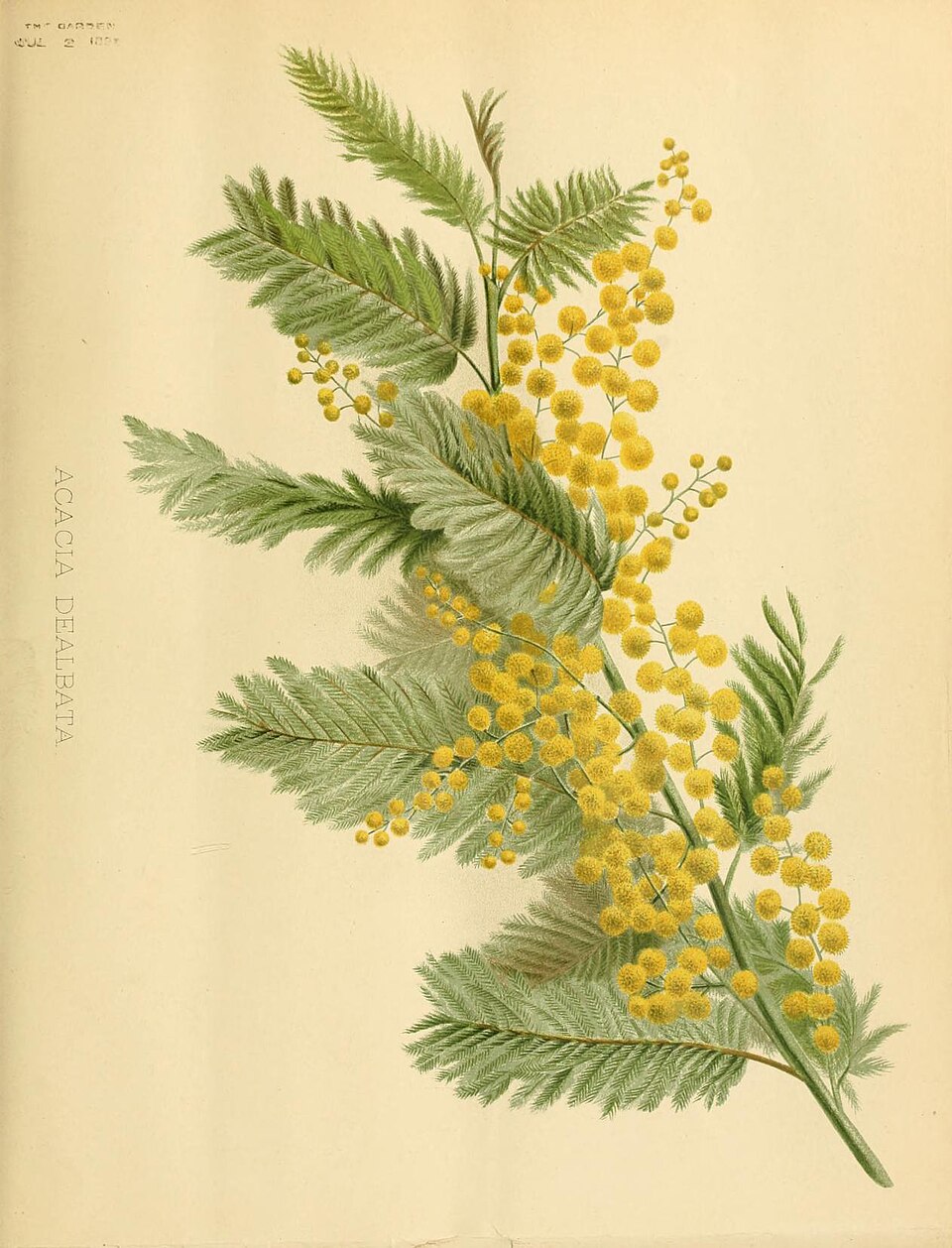 Planche ancienne de Acacia dealbata, feuillage fin et fleurs jaunes du mimosa