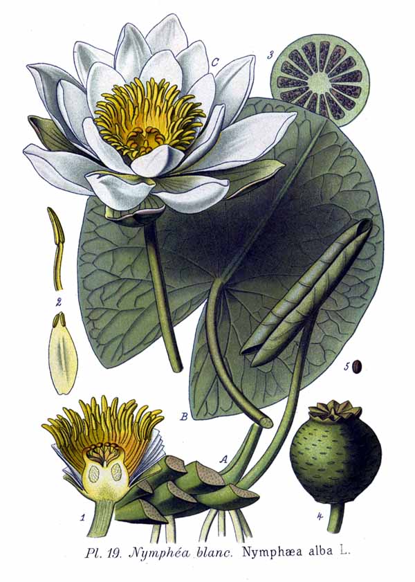 Planche de Nymphaea alba, nymphéa sur l'eau