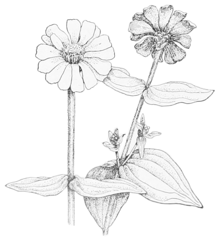 Planche ancienne de Zinnia elegans