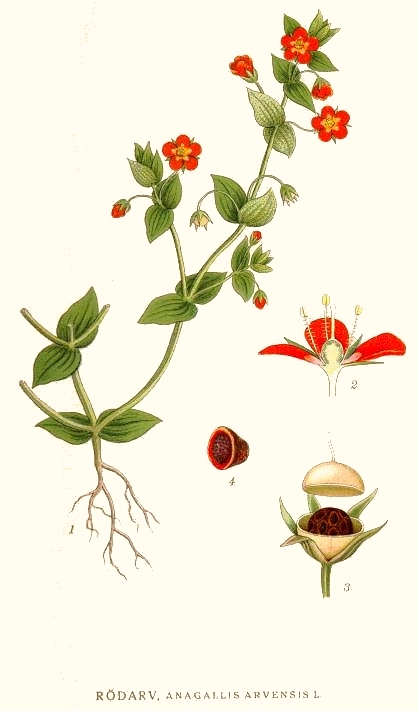 Planche de Anagallis arvensis, petite fleur d'anagalle
