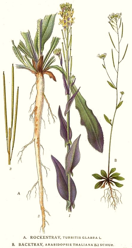 Planche de Arabidopsis thaliana, petite plante fleurie