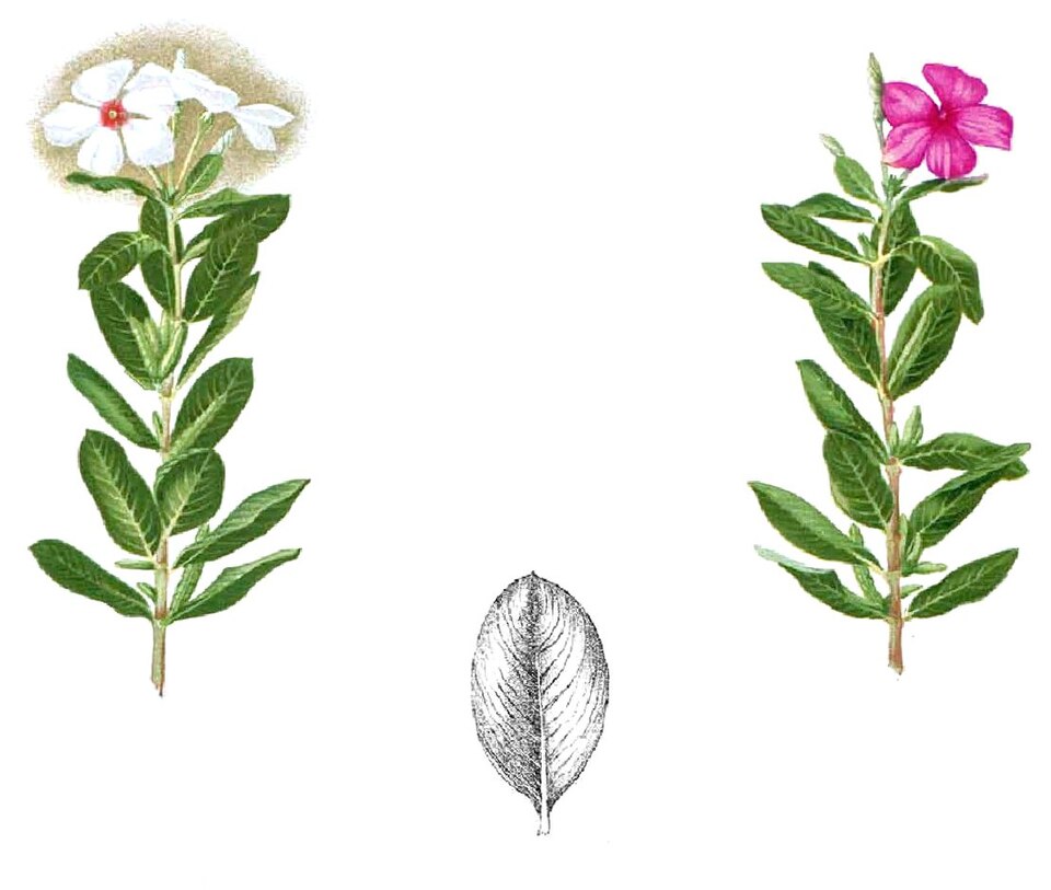 Planche de Catharanthus roseus, fleurs à cinq pétales