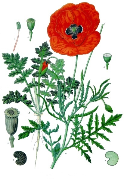 Planche de Papaver rhoeas, coquelicot rouge