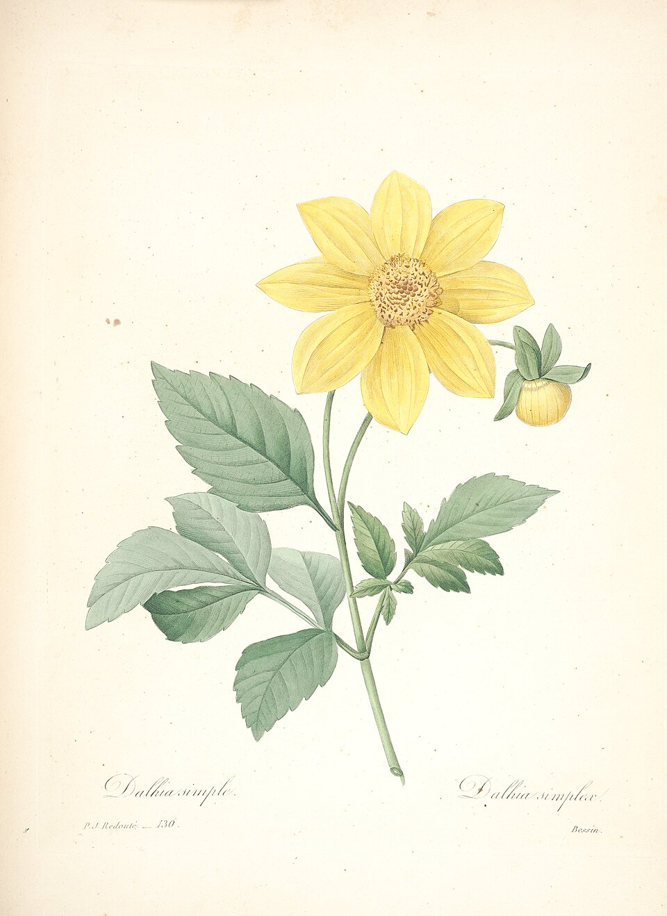 Planche de Dahlia pinnata, fleur composée de dahlia