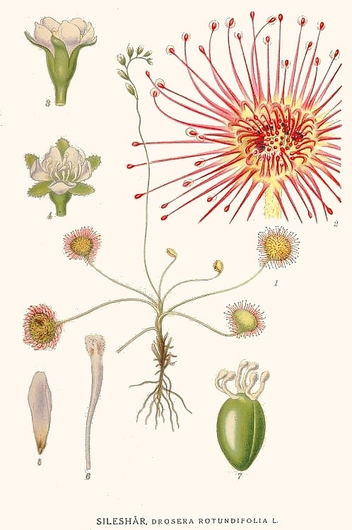 Planche de Drosera rotundifolia, feuilles glanduleuses