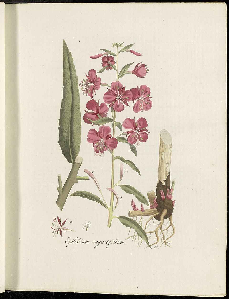Planche de Chamaenerion angustifolium, épi de fleurs d'épilobe