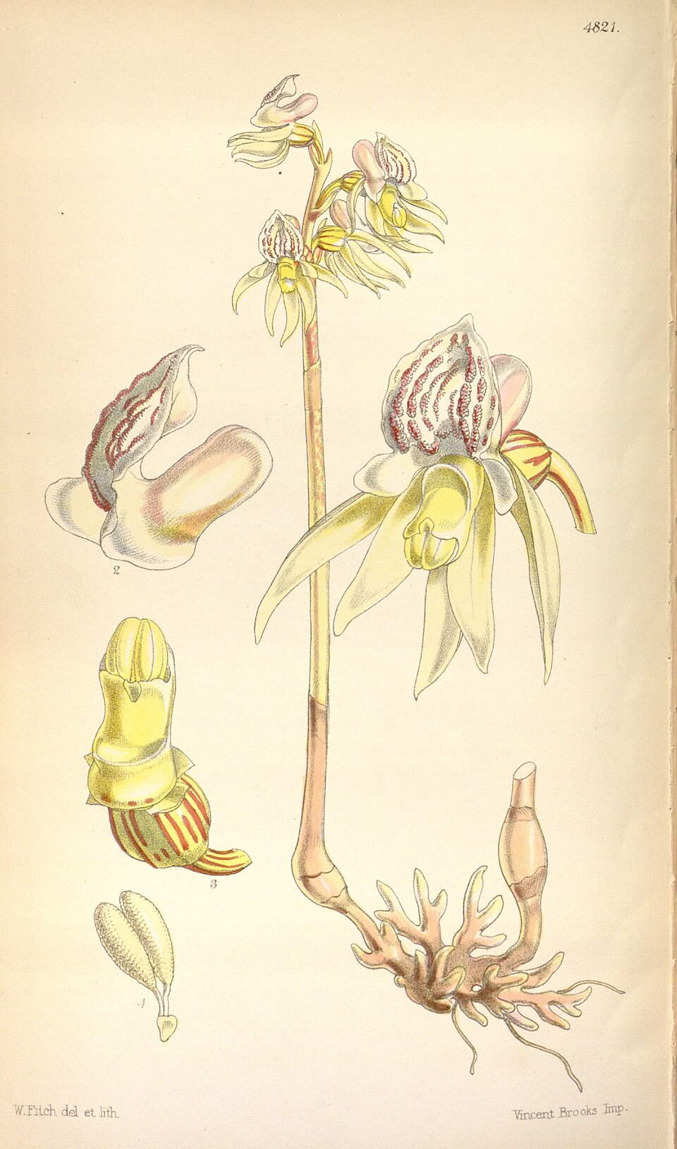 Planche ancienne de Epipogium aphyllum, orchidée fantôme