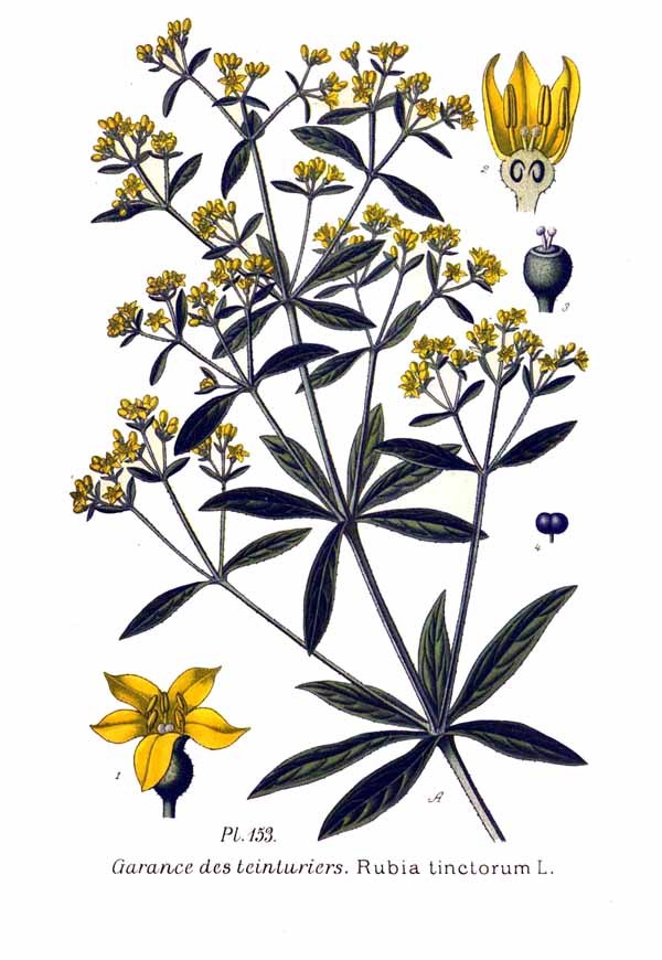 Planche botanique de Rubia tinctorum, la garance