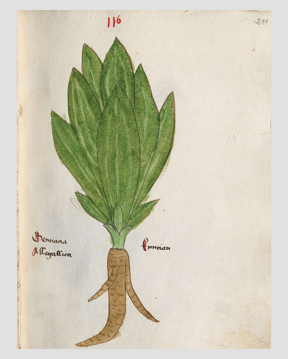 Planche de Gentiana lutea, fleurs jaunes de gentiane