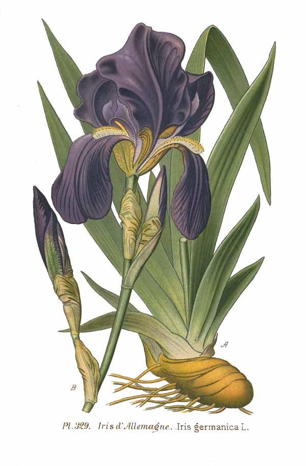 Planche de Iris germanica, fleur d'iris et feuilles dressées