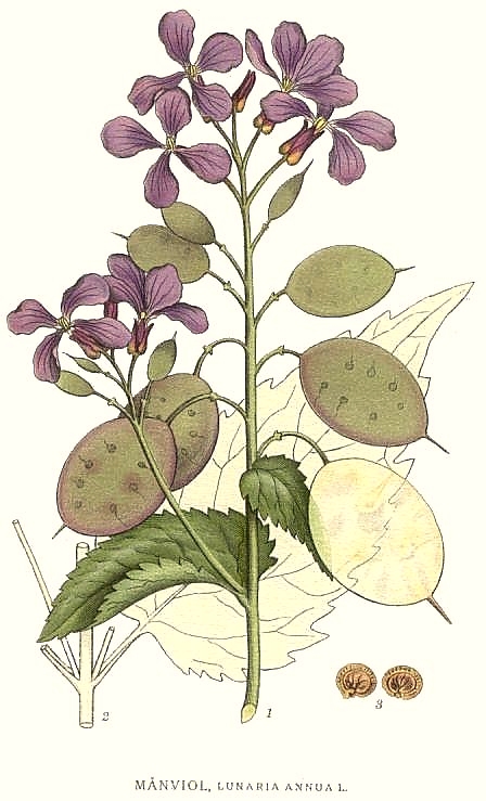 Planche de Lunaria annua, fleur et siliques translucides