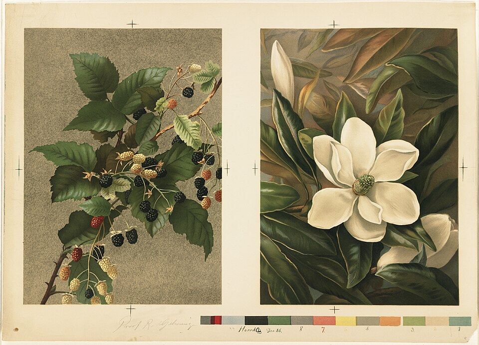Planche ancienne de Magnolia grandiflora, grande fleur blanche