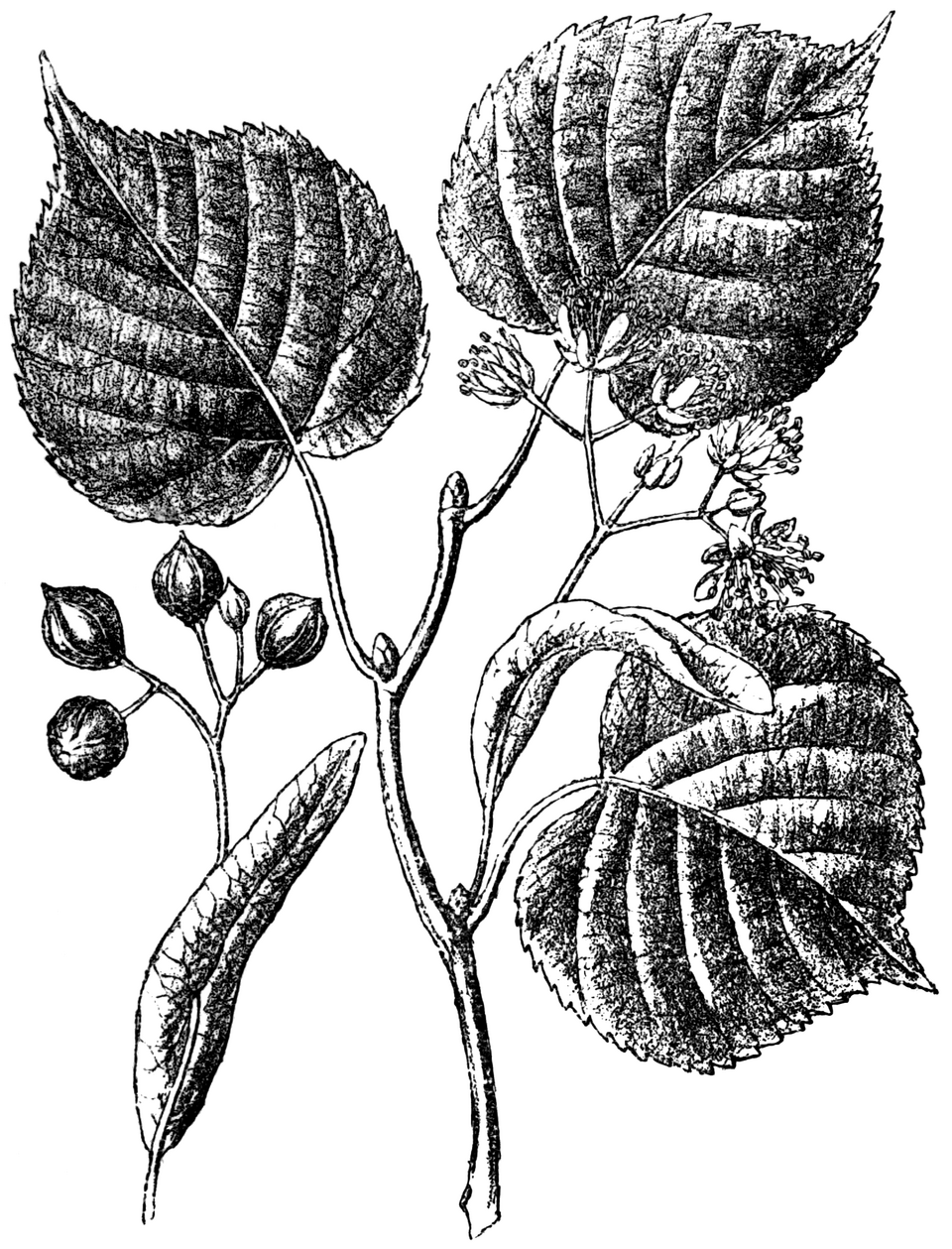 Gravure de Tilia cordata, feuilles, fleurs et fruits de tilleul