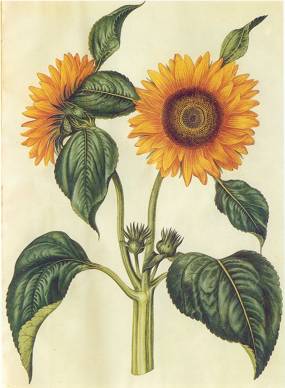 Planche de Helianthus annuus, tournesol